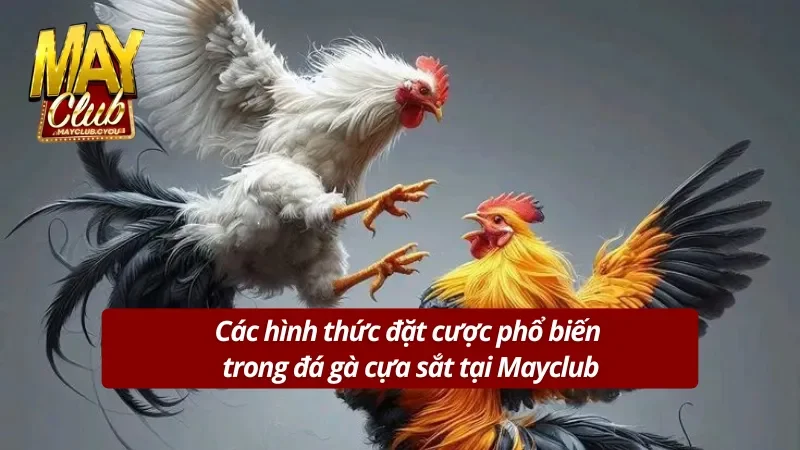 Những hình thức cược gà cựa sắt phổ biến nhất