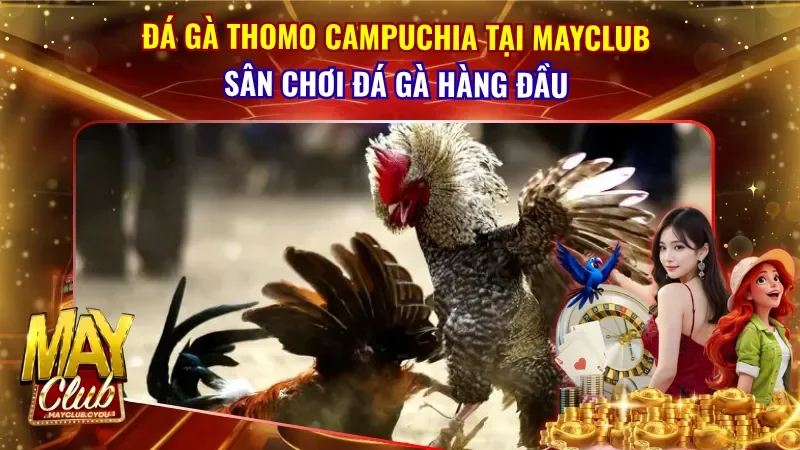 Đá Gà Thomo Campuchia